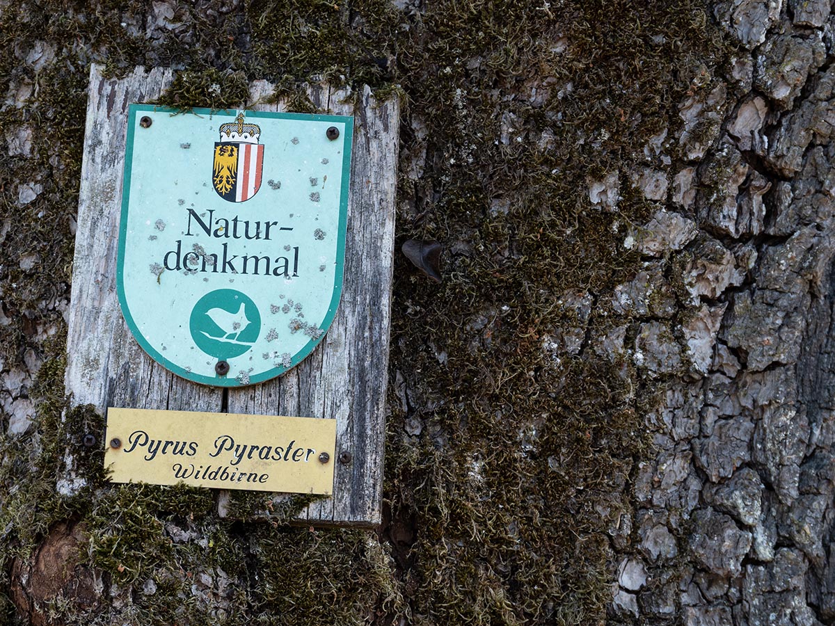 Naturdenkmal